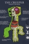 Minecraft Camiseta Creeper Anatomia